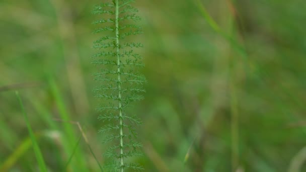 Tanaman Yarrow Dalam Hembusan Angin Untuk Teh Achillea Millefolium — Stok Video