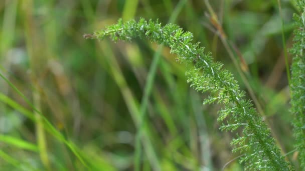 天然芝環境での微風による矢印植物 アキレアミレアフォリウム — ストック動画
