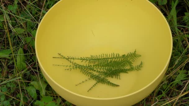 Schafgarbe Pflücken Für Tee Einer Schüssel Achillea Millefolium — Stockvideo