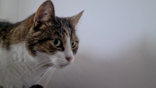 Katt Observation Porträtt Närbild — Stockvideo