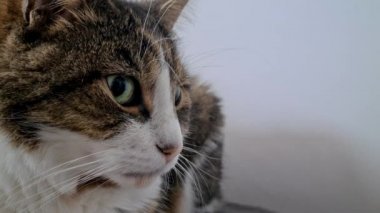 Kedi gözlem altında, portre, yakın çekim.