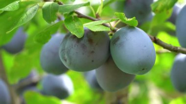 Doğal ortamda olgun organik erikler 