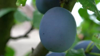 Doğal ortamda olgun organik erikler 