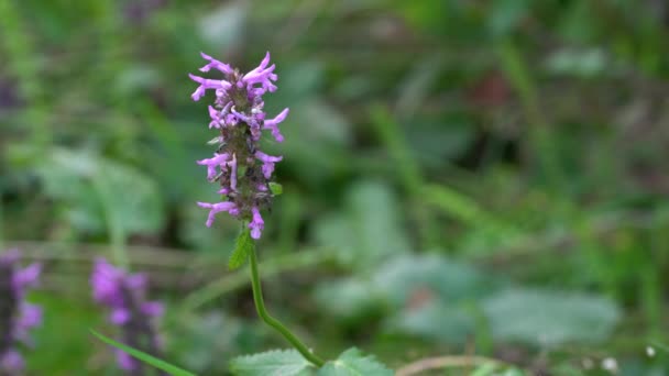 Drewno Betony Betonica Officinalis Polu Kwiatów — Wideo stockowe