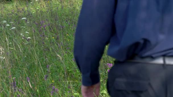 Homem Passa Pelo Campo Betony Madeira Betonica Officinalis — Vídeo de Stock