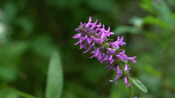 Betonía Madera Betonica Officinalis Campo Las Flores — Vídeos de Stock