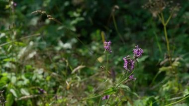 Çiçek tarlasında (Betonica officinalis) ağaç kesimi