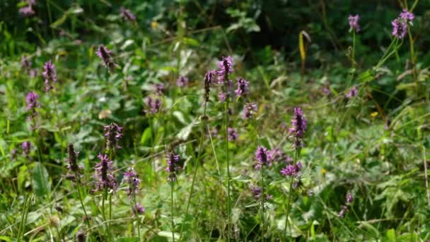 Hout Betony Betonica Officinalis Het Gebied Van Bloemen Snijden — Stockvideo