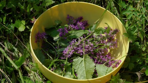 Betonia Legno Betonica Officinalis Nel Campo Dei Fiori Raccolta Ciotola — Video Stock