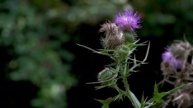 Mızrak devedikeni (Cirsium vulgare) doğal ortamda kesilir