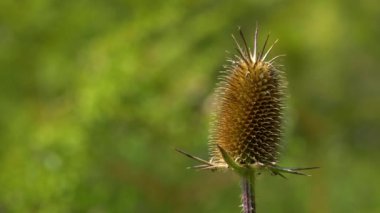 Hafif esintide Cutleaf Teasel (Dipsacus laciniatus)