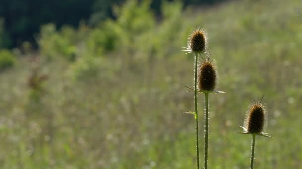 Teasel Feuilles Coupées Légère Brise Dipsacus Laciniatus — Video