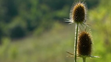 Hafif esintide Cutleaf Teasel (Dipsacus laciniatus)