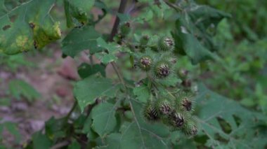 Hafif meltemde açan burdock, kesme (Arctium lappa)