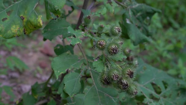 Bardane Fleurs Dans Brise Légère Coupe Arctium Lappa — Video