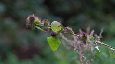 Hafif meltemde açan burdock, kesme (Arctium lappa) 