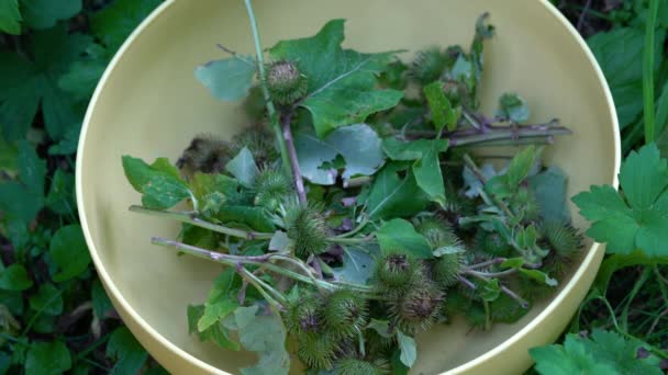 Coleta Bardana Tigela Arctium Lappa — Vídeo de Stock