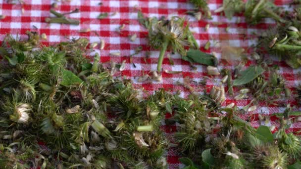 Klette Kleine Stücke Auf Dem Tisch Schneiden Arctium Lappa — Stockvideo