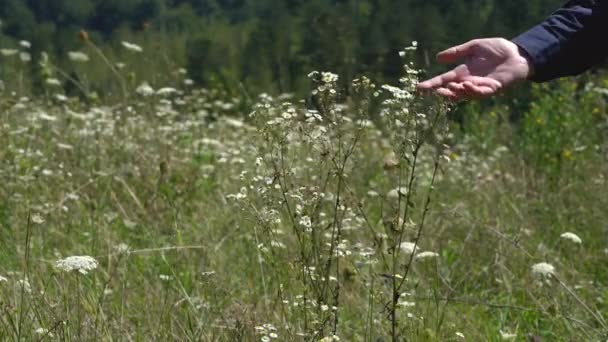 微風に舞う草原のフラバネフィールド花 エリコンストラゴサス — ストック動画