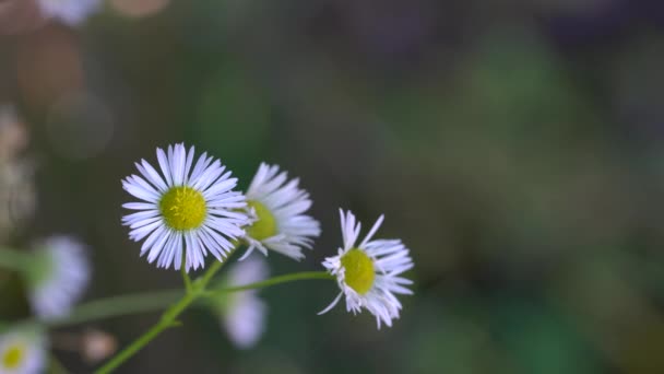 Прейри Fleabane Полевые Цветы Легком Ветерке Erigeron Strigosus — стоковое видео