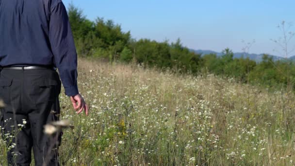 わずかな風の中で草原のフラバネのフィールドの花 エリオンストリゴス — ストック動画