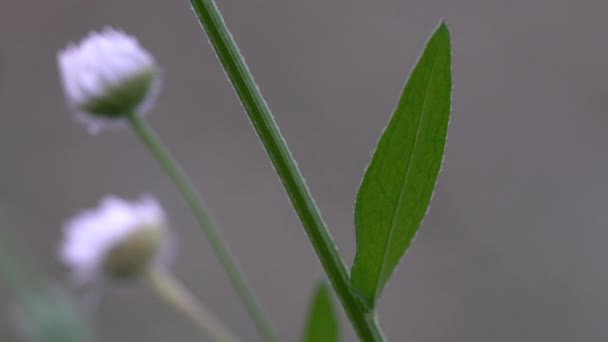 Prairie Fleabane Kwiaty Polne Lekkim Wietrze Erigeron Strigosus — Wideo stockowe