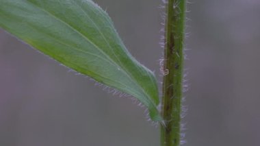 Tarla çiçekleri hafif esintide. (Erigeron strigosus)