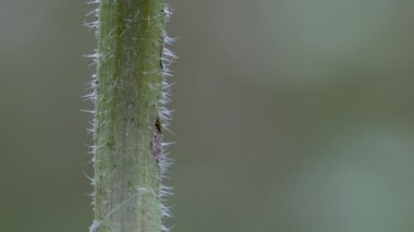 Tarla çiçekleri hafif esintide. (Erigeron strigosus)
