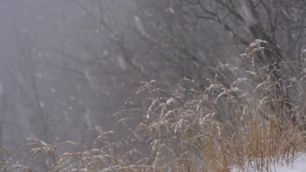 Paisagem Montanha Inverno Neve Forte — Vídeo de Stock