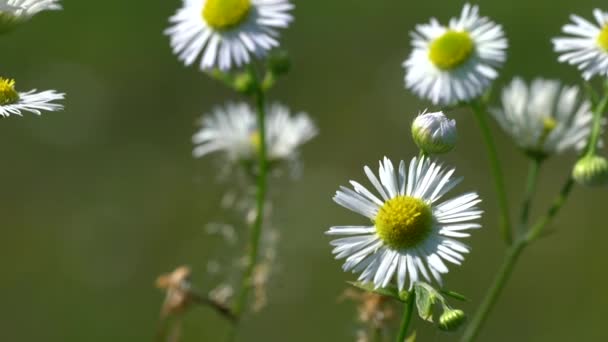 Prairie Fleabane Kwiaty Polne Lekkim Wietrze Erigeron Strigosus — Wideo stockowe