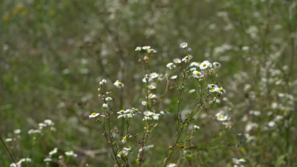 わずかな風の中で草原のフラバネのフィールドの花 Erigeron Strigosusさん — ストック動画