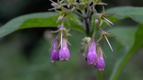 Congelada Ligera Brisa Symphytum Officinale — Vídeos de Stock