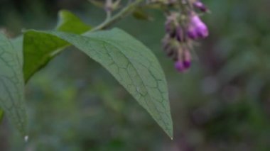 Hafif esintide Comfrey yakın yaprak (Symphytum officinale)
