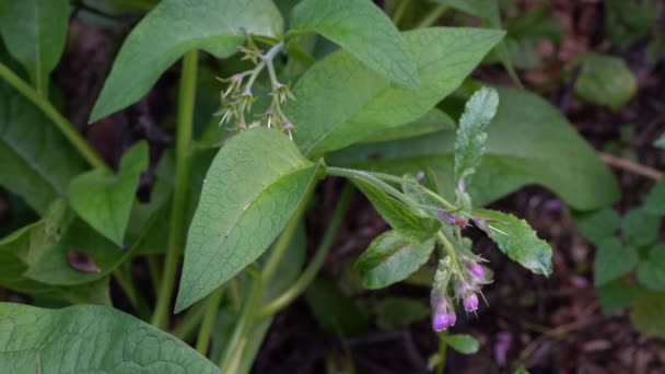 Comfrey Ελαφρύ Αεράκι Symphytum Officinale — Αρχείο Βίντεο