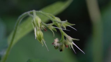 Hafif esintide Comfrey (Symphytum office inale)