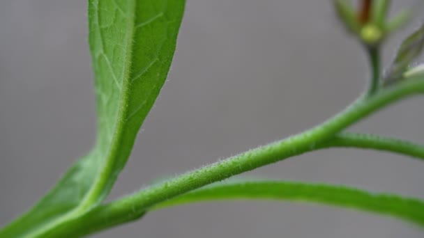 Comfrey Lekkim Wietrze Bliska Liść Symphytum Officinale — Wideo stockowe