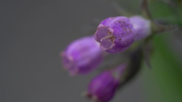 Consoude Légère Brise Symphytum Officinale — Video