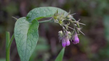 Hafif bir meltem esiyor, kesiliyor (Symphytum officinale)