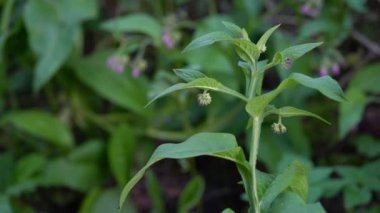 Hafif bir meltem esiyor, kesiliyor (Symphytum officinale)