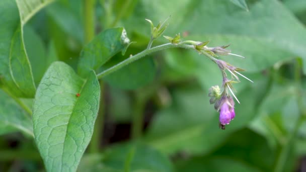 Comfrey Ελαφρύ Αεράκι Κοπής Symphytum Officinale — Αρχείο Βίντεο