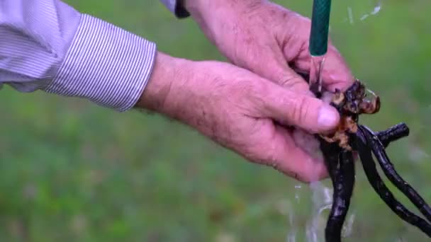 Wassen Comfrey Wortels Stromend Water Voor Medische Doeleinden Symphytum Officinale — Stockvideo