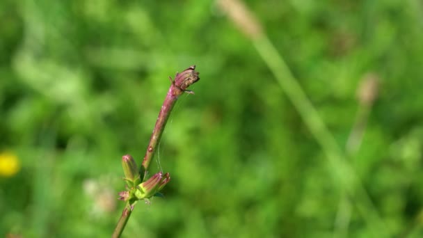 Gyakori Cikória Enyhe Szellőben Virágzás Kezdete Cichorium Intybus — Stock videók