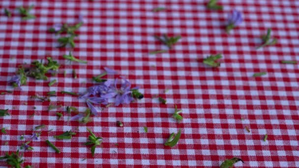 Cutting Common Chicory Table Cichorium Intybus — Stock Video