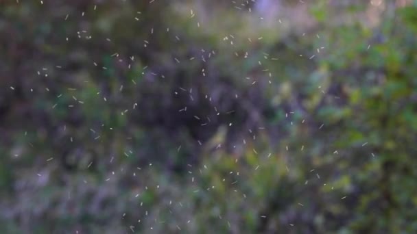 Bailando Mosquitos Luz — Vídeo de stock