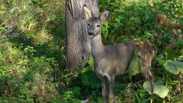 Rådjur Naturlig Miljö Capreolus Capreolus — Stockvideo