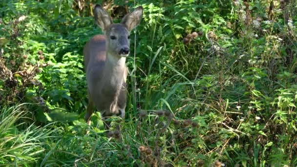 Косуля Естественной Среде Обитания Capreolus Capreolus — стоковое видео