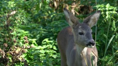Doğal ortamda Roe Geyiği (Capreolus capreolus)