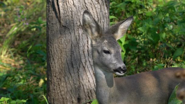 Roe Deer Natuurlijke Omgeving Capreolus Capreolus — Stockvideo