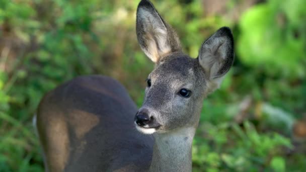Roe Deer Natuurlijke Omgeving Capreolus Capreolus — Stockvideo
