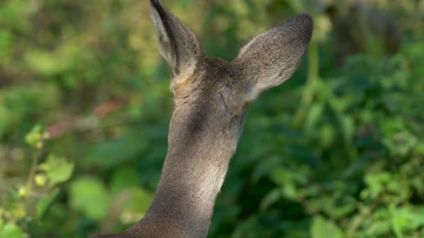 Roe Deer Natuurlijke Omgeving Capreolus Capreolus — Stockvideo